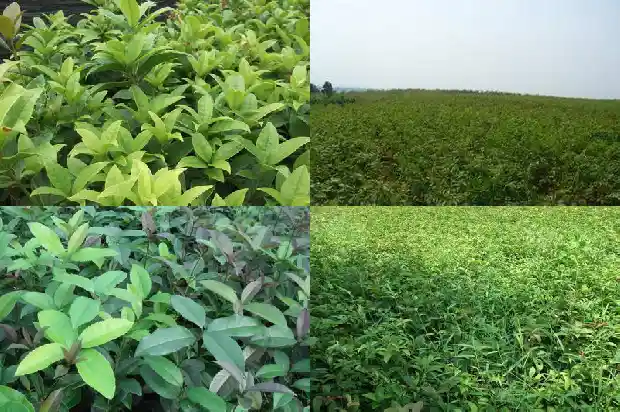 桂花树喜光照吗1681701071059
