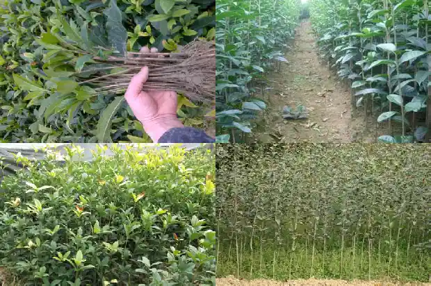 桂花树阴还是阳树1681701098346