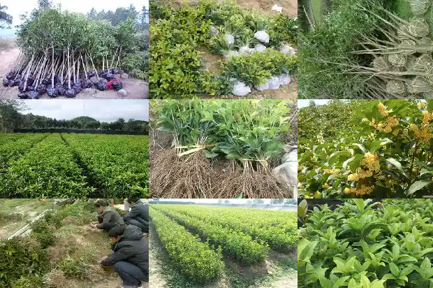 浏阳桂花树基地电话号码1690331383612