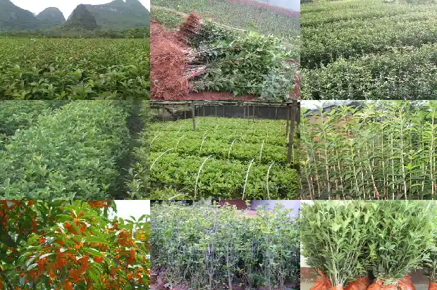 脾胃虚寒可以喝桂花吗1689312811677
