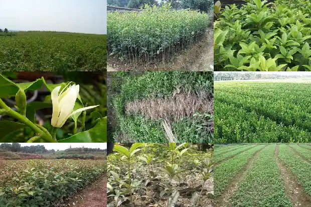 桂花树喜阴吗?1681701126180
