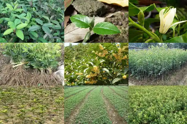 桂花是不是阴树1681701162320