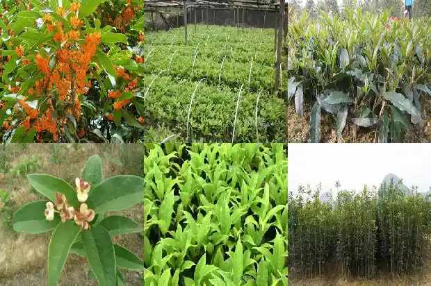 桂花是不是阴树1681701162368