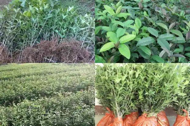 桂花是不是阴树1681701162416