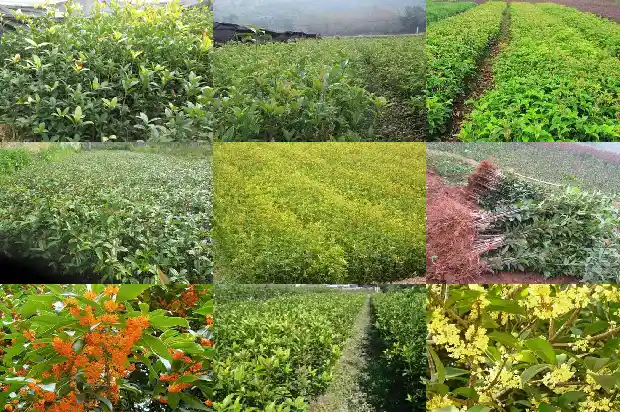 盆栽的桂花树喜阳光吗1681701192644