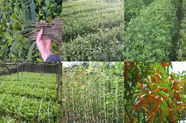 桂花树喜光还是喜阴1681701254311