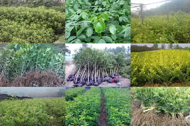 盆栽桂花喜阴还是喜阳好养1681701281762