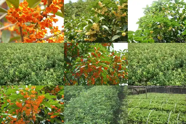 盆栽桂花喜阴还是喜阳好养1681701281857