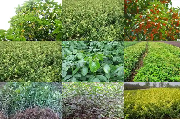桂花是喜阴还是喜阳植物1681701311756