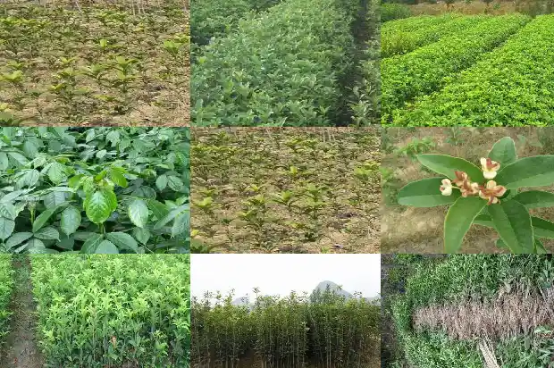 桂花是喜阴还是喜阳植物1681701311804