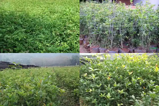 桂花是喜阴还是喜阳植物1681701311852