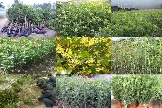 桂花喜阴吗1681701369809