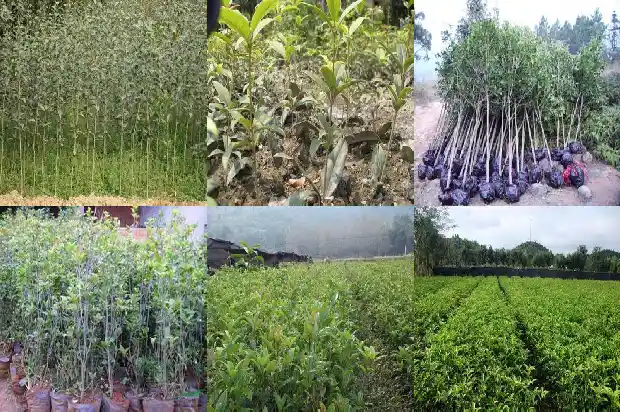 陈皮桂花茶的功效1689208203381