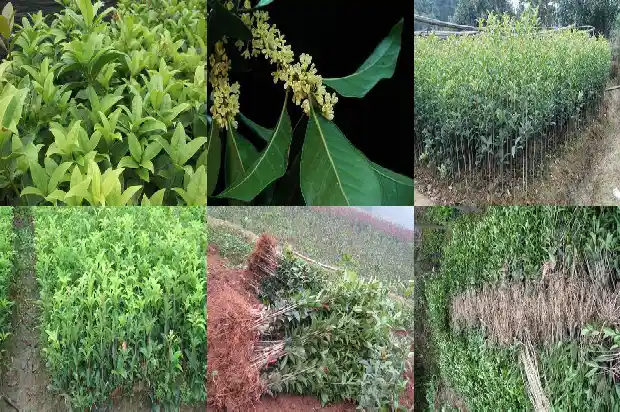 四季桂花喜阳还是阴凉1681701402879