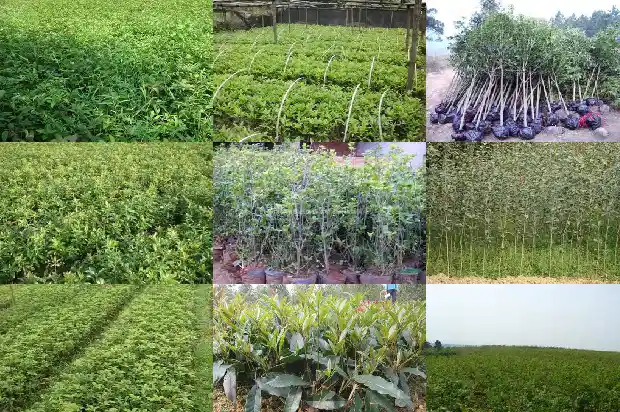 桂花是喜阴还是喜阳1681701428702