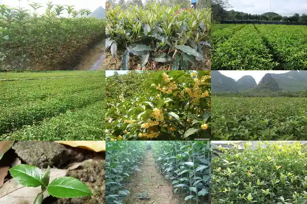 桂花树喜欢酸性还是碱性土壤吗1681701459067