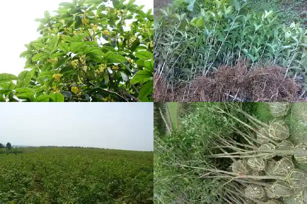 桂花树喜欢酸性土壤吗?1681701513590