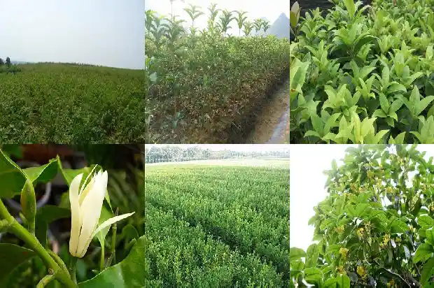 桂花树土壤偏碱性怎么办1681701543110