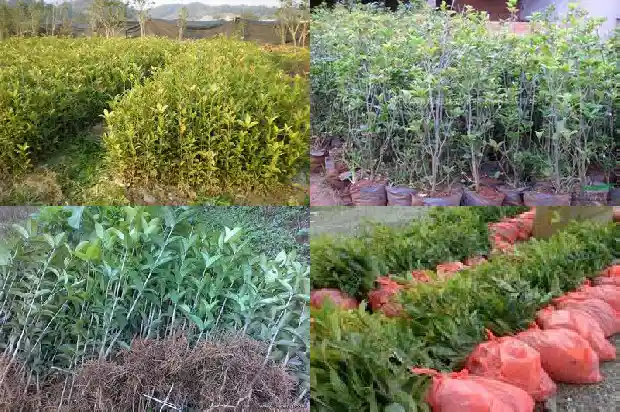 桂花树土壤偏碱性怎么办1681701543158