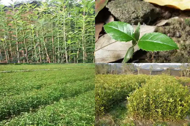 桂花树土壤偏碱性怎么办1681701543206