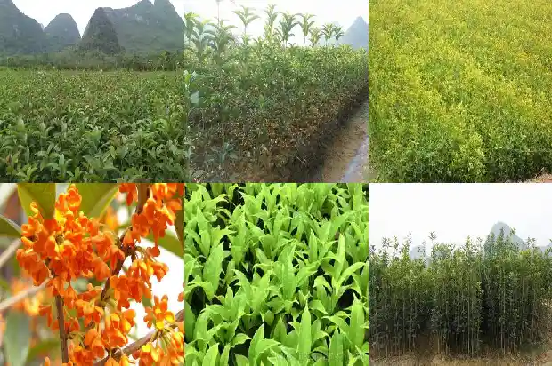桂花树浇什么水最好1681701571019