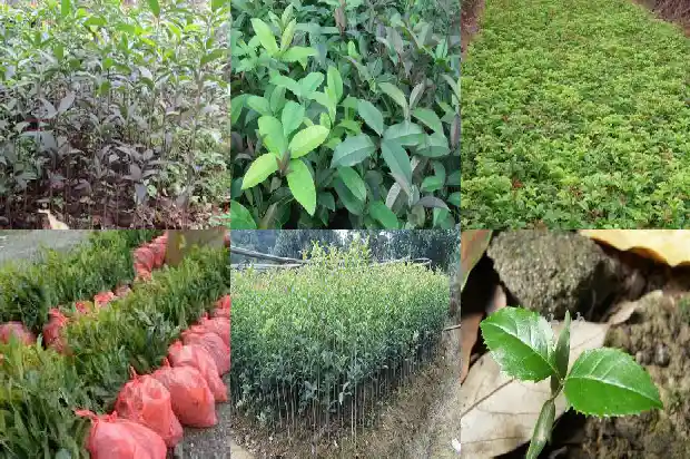 桂花树是喜欢水还是喜欢干水1681701598447