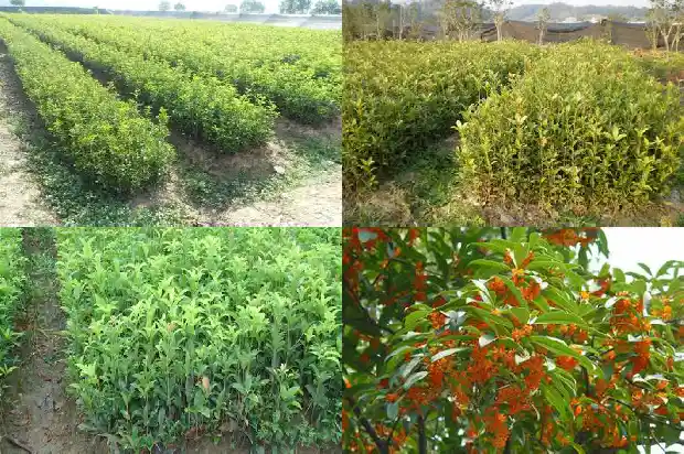 桂花树喜欢干还是湿1681701632945