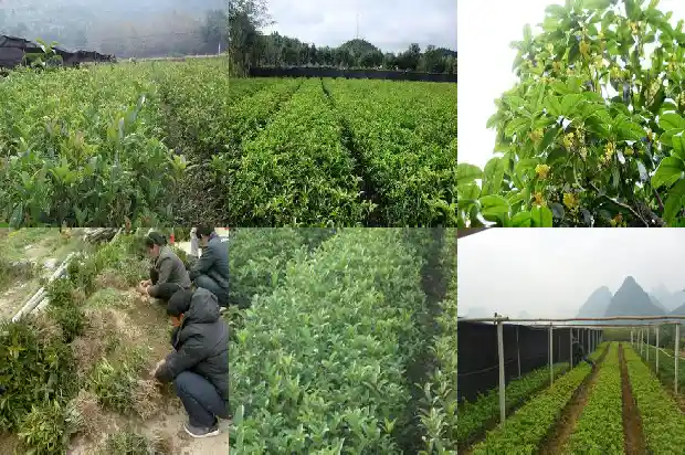 桂花树喜欢干还是湿1681701633041