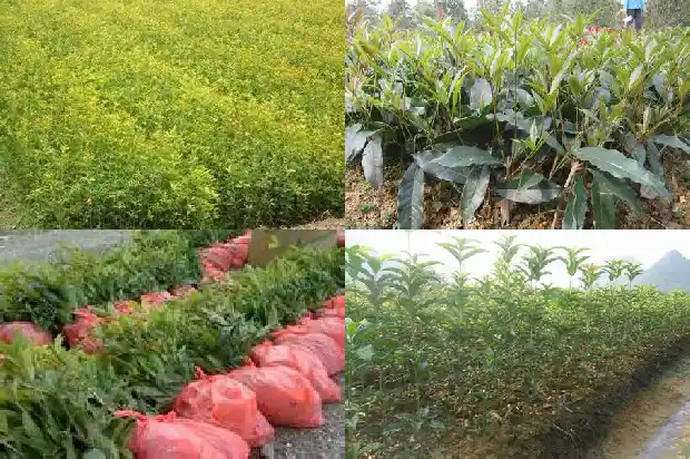 桂花树耐阴耐湿吗怎么养1681701708508