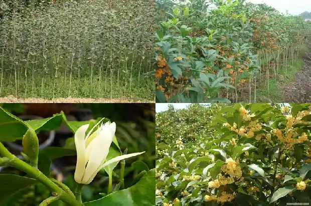 什么桂花树长得高大 常宁宫1681701767687