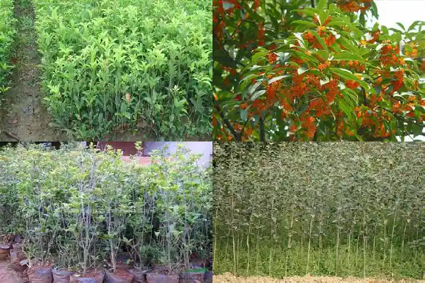什么桂花树长得高大 常宁宫1681701767782