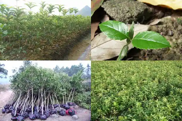 桂花的嫁接方法1681701799540
