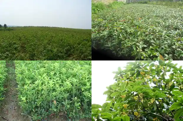 桂花的嫁接方法1681701799588