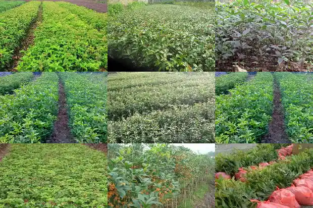 哪一种桂花不能食用1689207928683