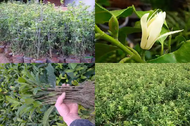 什么树可以嫁接桂花1681701909783