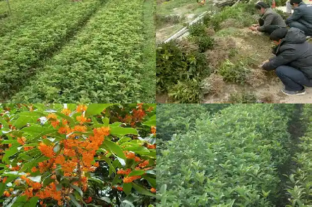 新买的桂花树怎样栽培能活的快1681701968875