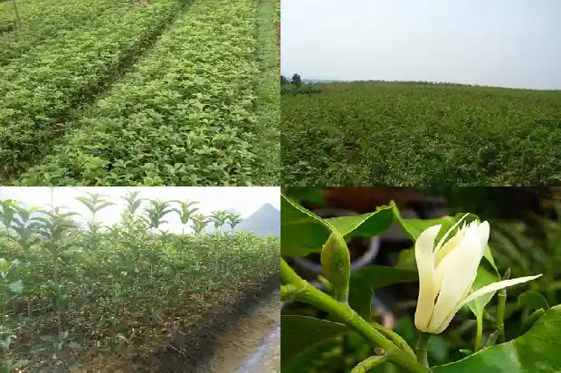 买回来的桂花树怎么栽成活率高1681702003086