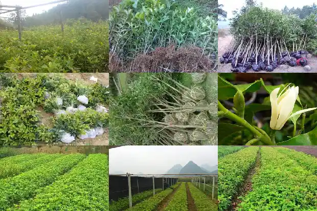 桂花树会开几次花1688523682423