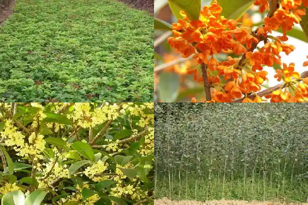 桂花树种子育苗方法1681702031344
