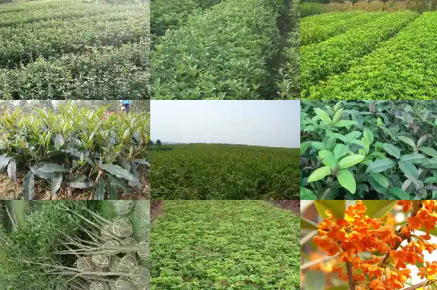 桂花树种子育苗方法1681702031391