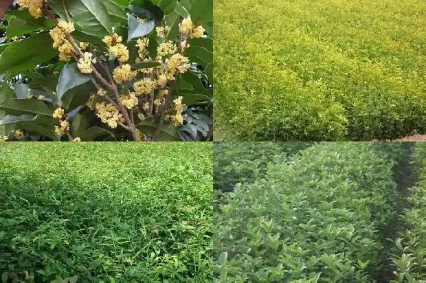 桂花树的有种子落地下自己会发芽吗1681702059387