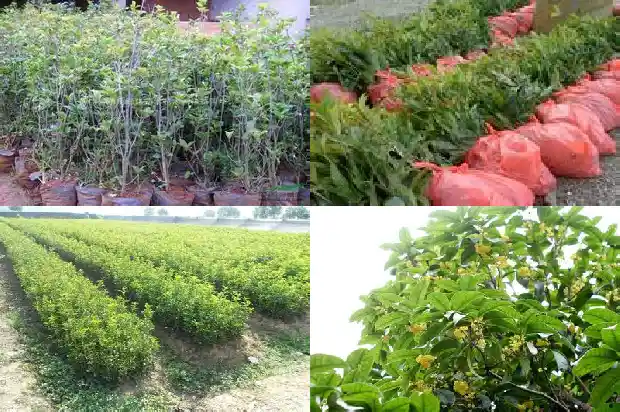 桂花最简单插扦水泡法1681702154025