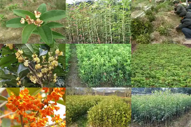桂花最简单插扦水泡法1681702154073