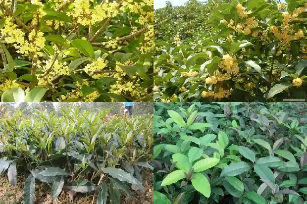 咸宁桂花镇买桂花1690331525480