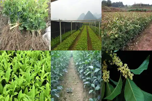 桂花树应该栽在大门口的哪一方1688692598600