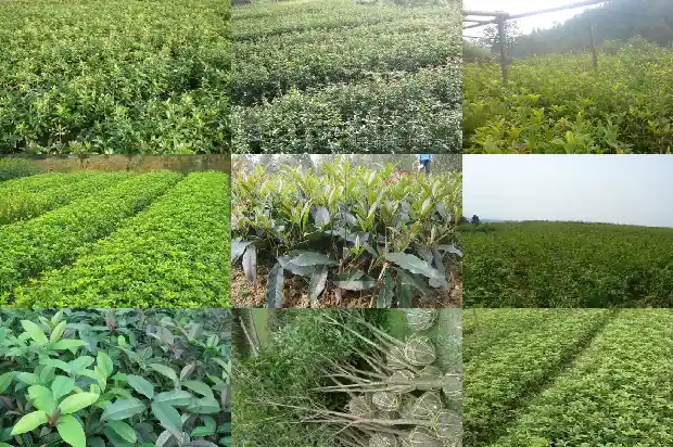 桂花树可以剪枝插活吗1681702280153
