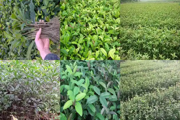 桂花树可以剪枝插活吗1681702280201