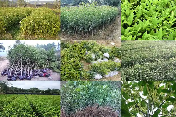 桂花树怎么种长得好1681702361139