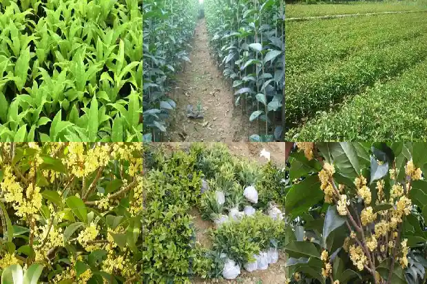 桂花怎么样嫁接成活率高1681702446644