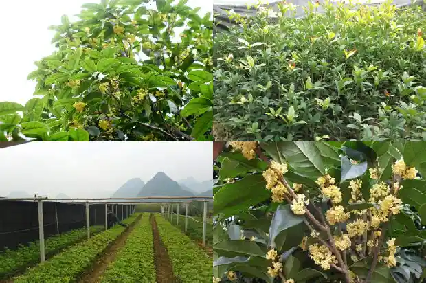 桂花怎么样嫁接成活率高1681702446740